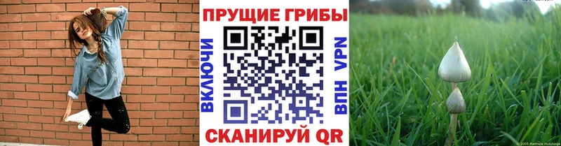 Галлюциногенные грибы MAGIC MUSHROOMS  Купить закладки  Володарск 
